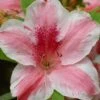 Lady Cavendish Azalea - 6 Pack Of 1 Gallon Pots 1 Lady Cavendish Azalea - 6 Pack Of 1 Gallon Pots -Flowers World Shop azalea cavendish 1