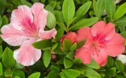 Lady Cavendish Azalea - 1 Gallon Pot -Flowers World Shop azalea cavendish 2 1