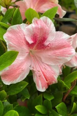 Lady Cavendish Azalea - 1 Gallon Pot -Flowers World Shop azalea cavendish 3 1