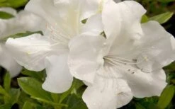 Autumn Ivory Encore Azalea - 1 Gallon Pot -Flowers World Shop azalea encore autumn ivory 20