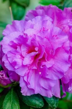 Autumn Majesty Encore Azalea - 3 Gallon Pot -Flowers World Shop azalea encore autumn majesty 12 1