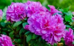 Autumn Majesty Encore Azalea - 3 Gallon Pot -Flowers World Shop azalea encore autumn majesty 13 1