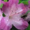 Fawn Azalea - 2 Gallon Pot -Flowers World Shop azalea fawn 1