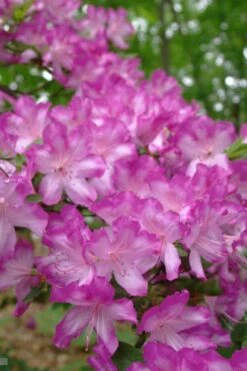 Fawn Azalea - 2 Gallon Pot 13 Fawn Azalea - 2 Gallon Pot -Flowers World Shop azalea fawn 6