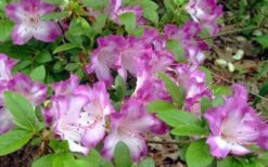 Fawn Azalea - 2 Gallon Pot 12 Fawn Azalea - 2 Gallon Pot -Flowers World Shop azalea fawn 7