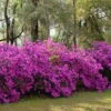 Formosa Southern Indica Azalea - 1 Gallon Pot -Flowers World Shop azalea formosa hedge