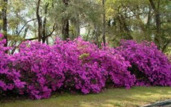 Formosa Southern Indica Azalea - 3 Gallon Pot 11 Formosa Southern Indica Azalea - 3 Gallon Pot -Flowers World Shop azalea formosa hedge 2