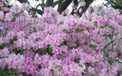 George L. Taber Southern Indica Azalea - 1 Gallon Pot -Flowers World Shop azalea george taber 10 2