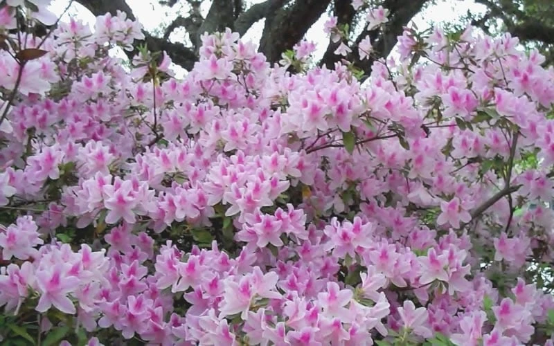 George L. Taber Southern Indica Azalea - 7 Gallon Pot 7 George L. Taber Southern Indica Azalea - 7 Gallon Pot - Image 5
