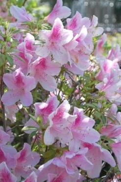 George L. Taber Southern Indica Azalea - 1 Gallon Pot -Flowers World Shop azalea george taber 11 2