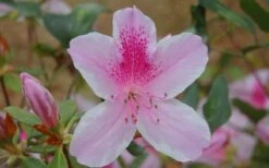 George L. Taber Southern Indica Azalea - 7 Gallon Pot 13 George L. Taber Southern Indica Azalea - 7 Gallon Pot -Flowers World Shop azalea george taber 13