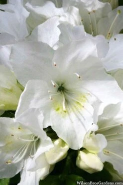 Girard's Pleasant White Azalea - 1 Gallon Pot -Flowers World Shop azalea girards pleasant white 21