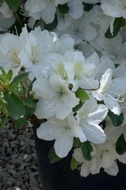 Girard's Pleasant White Azalea - 1 Gallon Pot -Flowers World Shop azalea girards pleasant white 22