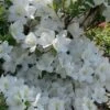 Girard's Pleasant White Azalea - 1 Gallon Pot 1 Girard's Pleasant White Azalea - 1 Gallon Pot -Flowers World Shop azalea girards pleasant white 23