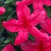 Gloria Deep Pink Sawada Azalea - 6 Pack Of 1 Gallon Pots -Flowers World Shop azalea gloria deep pink sawada 1