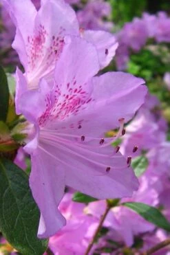 Gulf Pride Fragrant Southern Indica Azalea - 1 Gallon Pot -Flowers World Shop azalea gulf pride 2