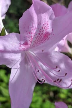 Gulf Pride Fragrant Southern Indica Azalea - 3 Gallon Pot -Flowers World Shop azalea gulf pride 5 2