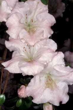 Gwenda Azalea (Robin Hill Hybrid) - 1 Gallon Pot -Flowers World Shop azalea gwenda 6