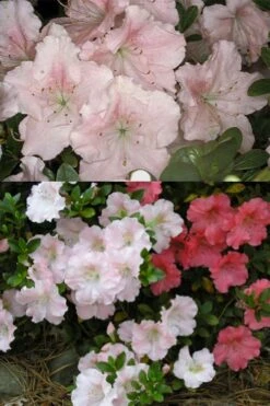 Gwenda Azalea (Robin Hill Hybrid) - 6 Pack Of 1 Gallon Pots -Flowers World Shop azalea gwenda 7 1