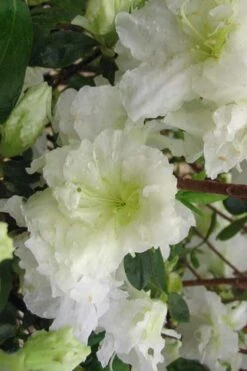 Helen Curtis Azalea - 3 Gallon Pot 10 Helen Curtis Azalea - 3 Gallon Pot -Flowers World Shop azalea helen curtis 7