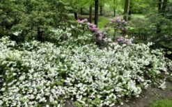 Helen Curtis Azalea - 3 Gallon Pot 11 Helen Curtis Azalea - 3 Gallon Pot -Flowers World Shop azalea helen curtis 9