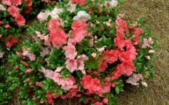 Hilda Niblett Azalea - 2 Gallon Pot -Flowers World Shop azalea hilda niblet flowers