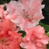 Hilda Niblett Azalea - 1 Gallon Pot 1 Hilda Niblett Azalea - 1 Gallon Pot -Flowers World Shop azalea hilda niblett 11 1