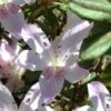 Lilacina Southern Indica Azalea - 3 Gallon Pot -Flowers World Shop azalea indica lilacina 5