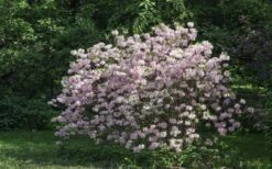 Lilacina Southern Indica Azalea - 3 Gallon Pot 9 Lilacina Southern Indica Azalea - 3 Gallon Pot -Flowers World Shop azalea indica lilacina 6