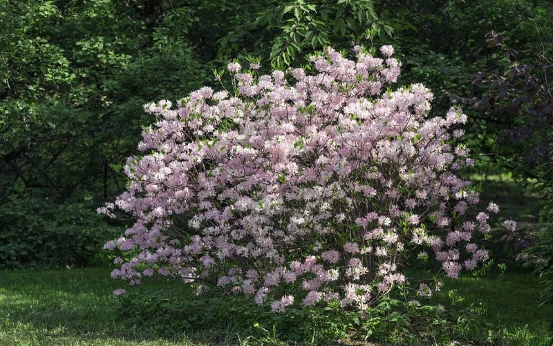 Lilacina Southern Indica Azalea - 3 Gallon Pot 6 Lilacina Southern Indica Azalea - 3 Gallon Pot - Image 4