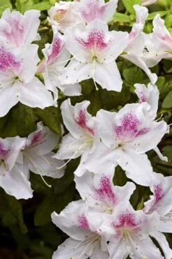 Joga Satsuki Azalea - 3 Gallon Pot -Flowers World Shop azalea joga 1