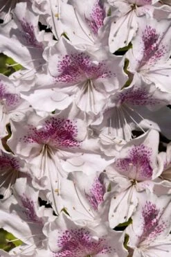 Joga Satsuki Azalea - 1 Gallon Pot -Flowers World Shop azalea joga 6 3