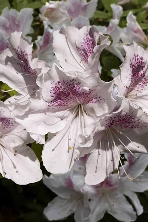 Joga Satsuki Azalea - 6 Pack Of 1 Gallon Pots 3 Joga Satsuki Azalea - 6 Pack Of 1 Gallon Pots