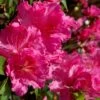 Michaele Lux Azalea - 1 Gallon Pot -Flowers World Shop azalea michaele lux 1