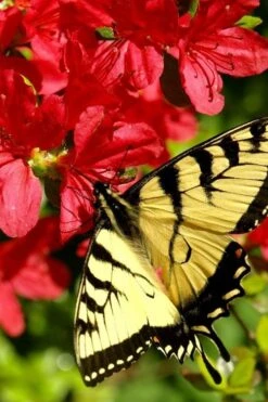 Midnight Flare Azalea - 2 Gallon Pot -Flowers World Shop azalea midnight flare 20