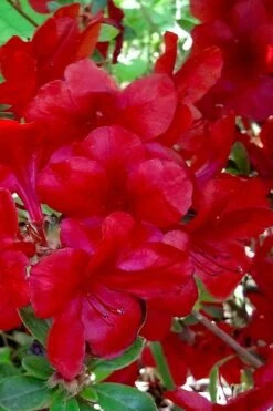 Midnight Flare Azalea - 2 Gallon Pot -Flowers World Shop azalea midnight flare 21