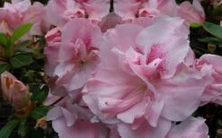 Nancy Of Robin Hill Azalea - 3 Gallon Pot 11 Nancy Of Robin Hill Azalea - 3 Gallon Pot -Flowers World Shop azalea nancy of robin hill 3
