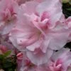 Nancy Of Robin Hill Azalea - 3 Gallon Pot 2 Nancy Of Robin Hill Azalea - 3 Gallon Pot -Flowers World Shop azalea nancy of robin hill 4