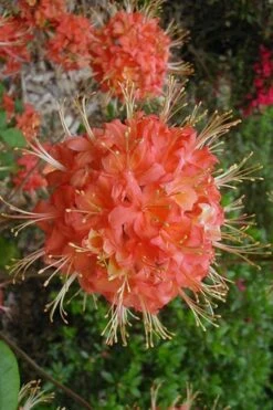 Jake's Red Oconee Native Azalea (Rhododendron Flammeum) - 3 Gallon Pot -Flowers World Shop azalea native jakes red 500x750 1