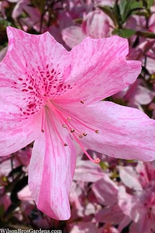 Northlake Beauty Azalea - 3 Gallon Pot 3 Northlake Beauty Azalea - 3 Gallon Pot