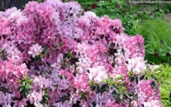 Northlake Beauty Azalea - 6 Pack Of 1 Gallon Pots -Flowers World Shop azalea northlake beauty 13