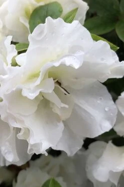 Perfecto Mundo Double White Reblooming Azalea - 2 Gallon Pot -Flowers World Shop azalea perfecto mondo double white 1