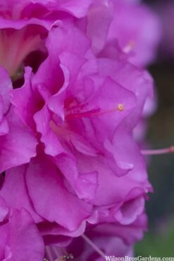 Perfecto Mundo Double Purple Reblooming Azalea - 1 Gallon Pot -Flowers World Shop azalea perfecto mondo double20purple 1 2