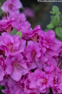Perfecto Mundo Double Purple Reblooming Azalea - 2 Gallon Pot -Flowers World Shop azalea perfecto mondo double20purple 3