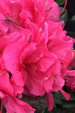 Perfecto Mundo Double Dark Pink Reblooming Azalea - 2 Gallon Pot -Flowers World Shop azalea perfecto mundo double dark pink 1