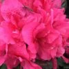 Perfecto Mundo Double Dark Pink Reblooming Azalea - 2 Gallon Pot -Flowers World Shop azalea perfecto mundo double dark pink 2