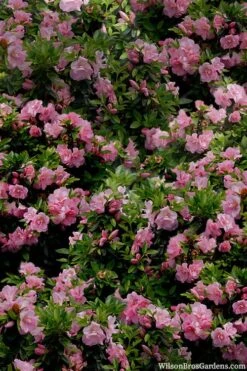 Perfecto Mundo Double Pink Reblooming Azalea - 2 Gallon Pot -Flowers World Shop azalea perfecto mundo double pink 1