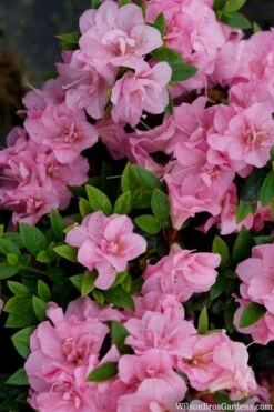 Perfecto Mundo Double Pink Reblooming Azalea - 2 Gallon Pot -Flowers World Shop azalea perfecto mundo double pink 2