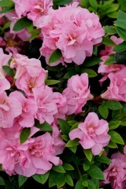 Perfecto Mundo Double Pink Reblooming Azalea - 2 Gallon Pot -Flowers World Shop azalea perfecto mundo double pink 4