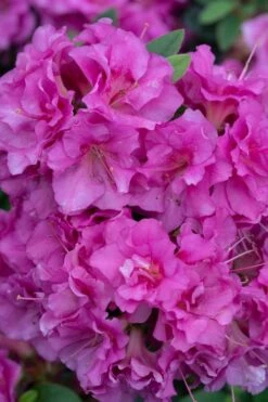 Perfecto Mundo Double Purple Reblooming Azalea - 2 Gallon Pot -Flowers World Shop azalea perfecto mundo double purple 500x750 1